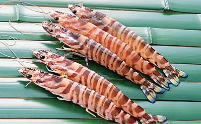 長(zhǎng)島竹節(jié)蝦