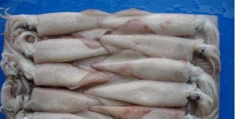 長(zhǎng)島魷魚(yú)