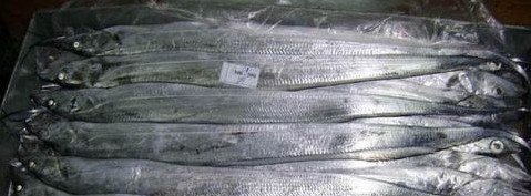 長(zhǎng)島帶魚
