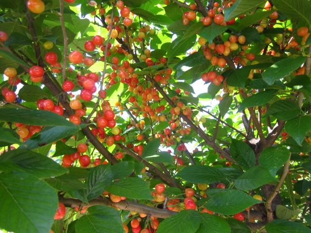 長(zhǎng)島大承漁家