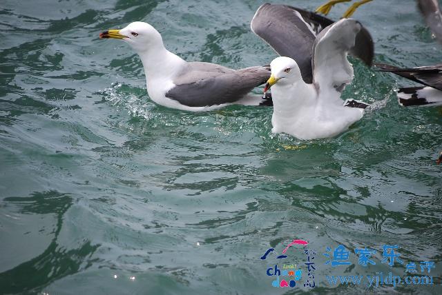 萬鳥島景區(qū)