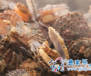 長島德義漁家樂