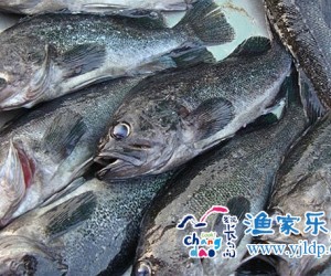 長島大瑋漁家樂