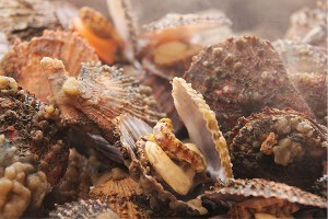 長島海上明月漁家