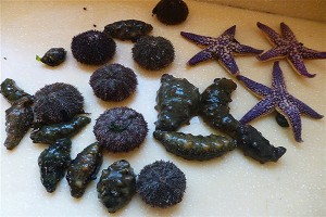 長(zhǎng)島海鮮