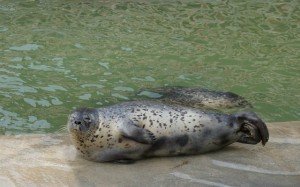 長島新穎漁家樂